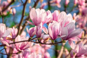 magnolia boom