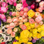 Alles wat je moet weten over gefeliciteerd bloemen